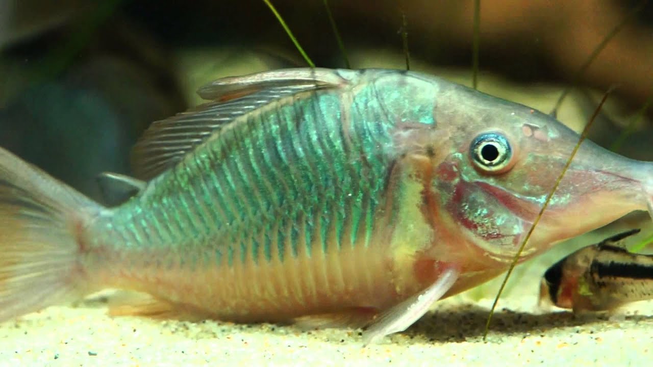 長吻巨無霸鼠(Brochis multiradiatus) YouTube