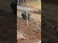 kerbau lepas#shortvideo