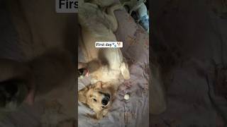 First day of boarding 🐾🐶love#cute#rain#vlog#shorts#ytshorts#yt#weather#happy#enjoy#baby#fyp
