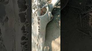 Buffalo died 2 years ago🥲 #wildlife #nature #shorts #youtubeshorts #pets #skeleton