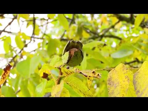 ეთნოფორი • etnopori (ანონსი / რიგით 116-ე) 26.10.2017წ