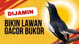 Download Lagu TERAPI AWAL KACER GACOR NGEPLONG MEMANCING KACER APASAJA CEPAT BUNYI GACOR MP3