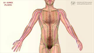 In traditional Chinese medicine Lung meridian point & there location on the body in this video