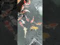 Wunderschöne Koi Koi Shortsfeed Shorts Shortsvideo Pond Koifish Japanese
