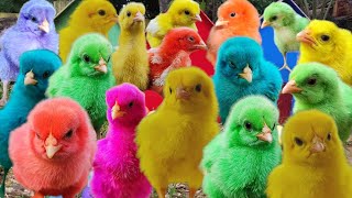 new catch colorful chickens, rainbow chickens, cute ducks, cute rabbits |  cute animal #007