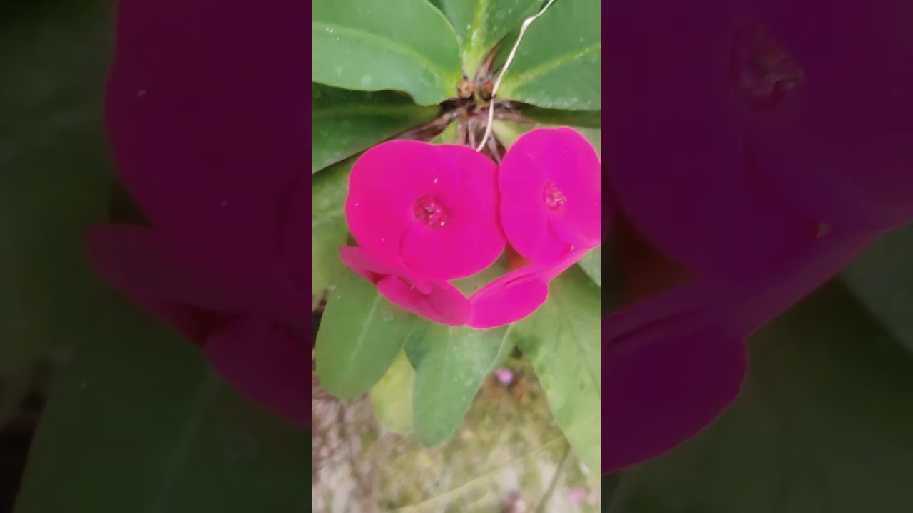 Fact about Euphorbia Milli a flowering plant belongs to Cactus family