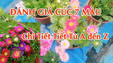 đánh giá cúc 7 màu chi tiết từ A đến Z (thời gian gieo)