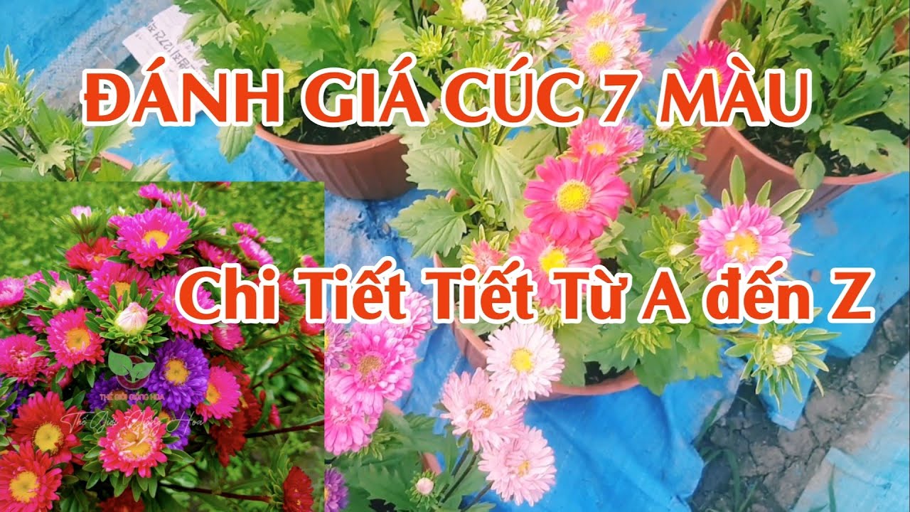 đánh giá cúc 7 màu chi tiết từ A đến Z (thời gian gieo)