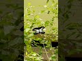 #Papilio polymnestor #the blue Mormon # swallowtail butterfly #male and female blue mormon