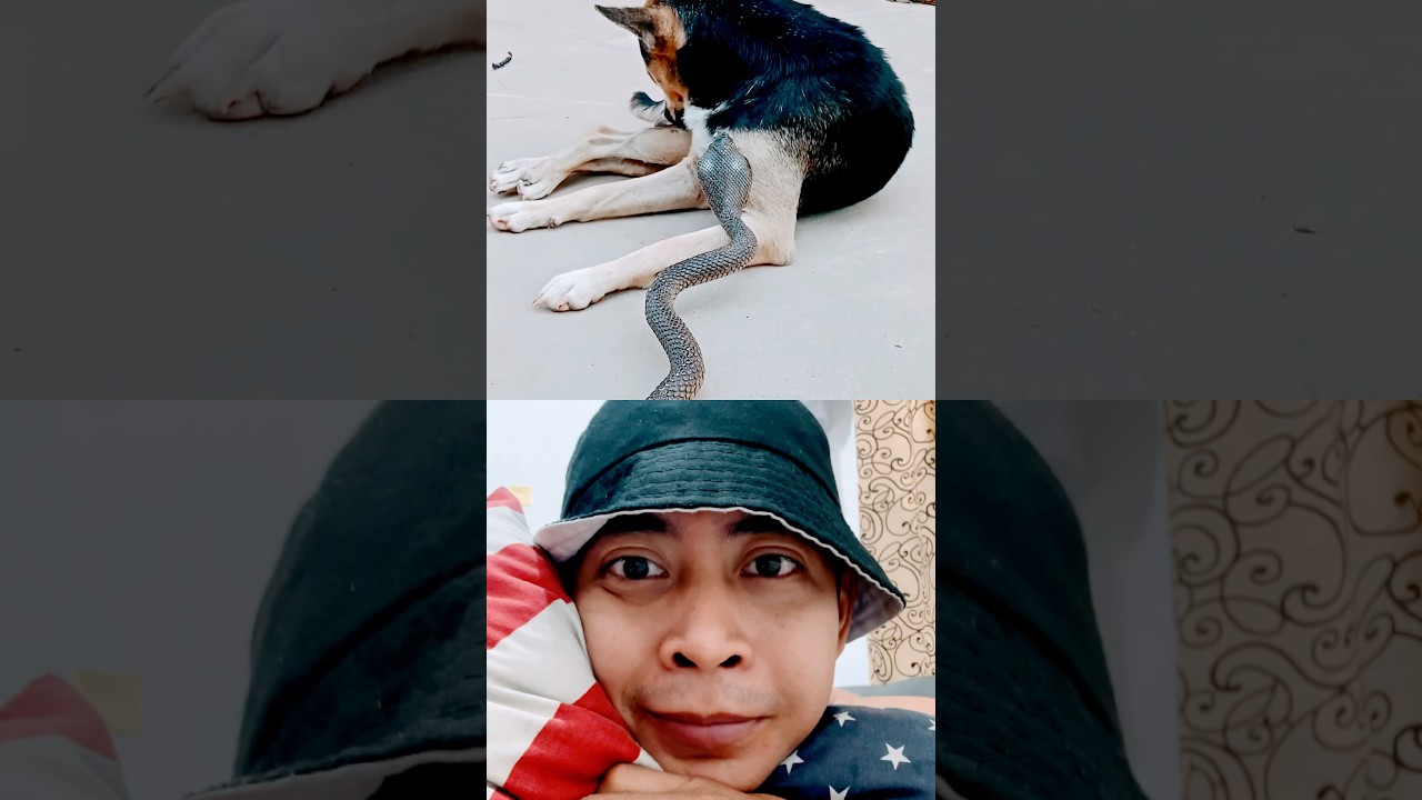 YouTuber nomer 1 didunia tertipu Prank dog 