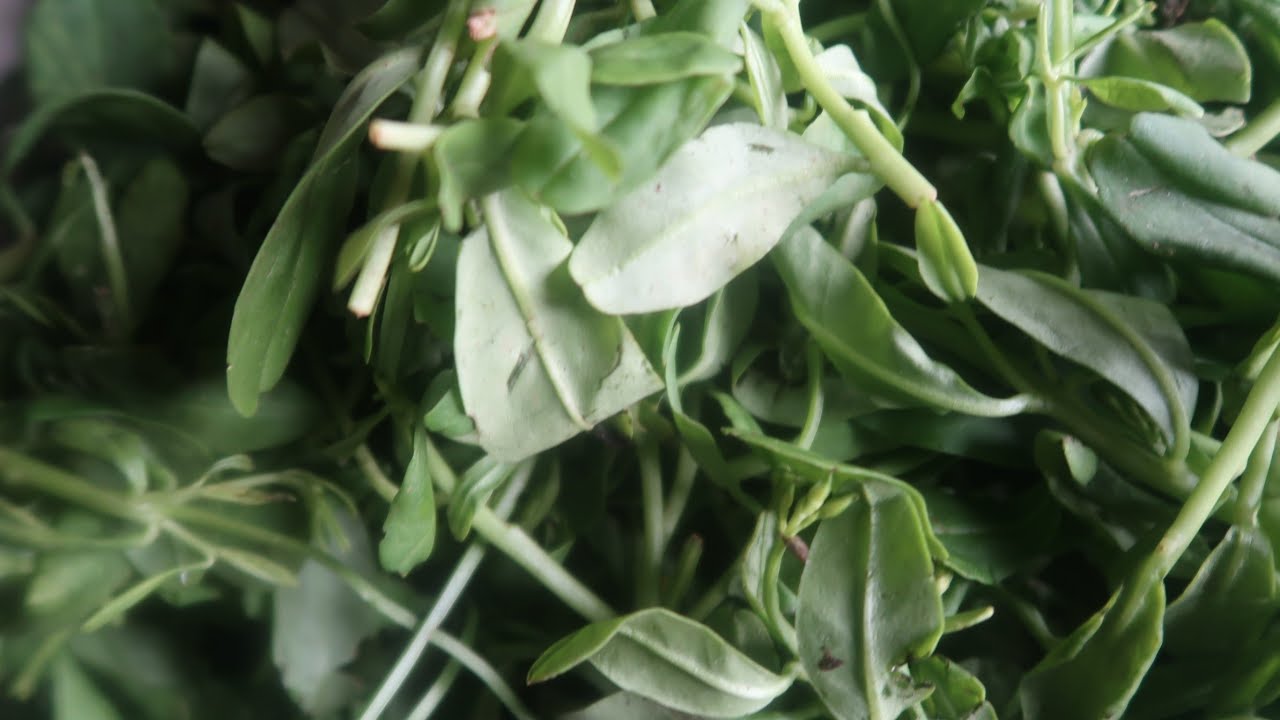 How to make Nigerian WATER LEAF Soup // No Slimming // living in ibadan