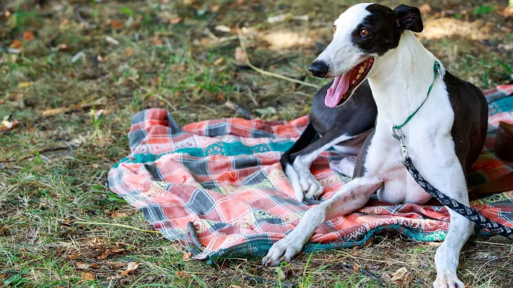 Training Your Whippet Puppy: A Step-by-Step Guide