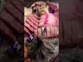 Sashimi