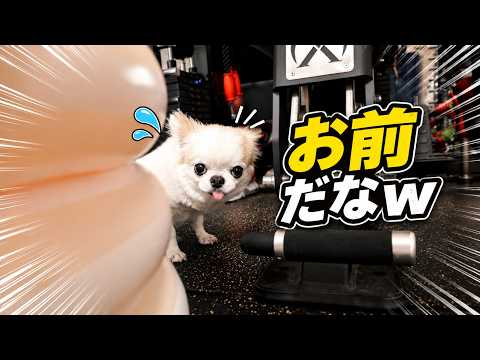 チワワのチョッピチャンネル - YouTube