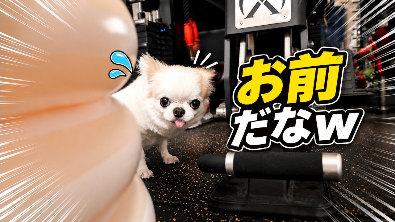 カーペットにシミ！誰だ！と思ったら分かりやすい犬が側に居ました（笑）