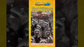 Raccoons might be the craziest animals on earth and it's FUNNY 🤣