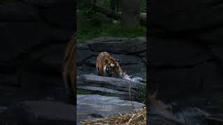 Misha Makes a SPLASH | Blank Park Zoo  #animals #zoo #wildlife