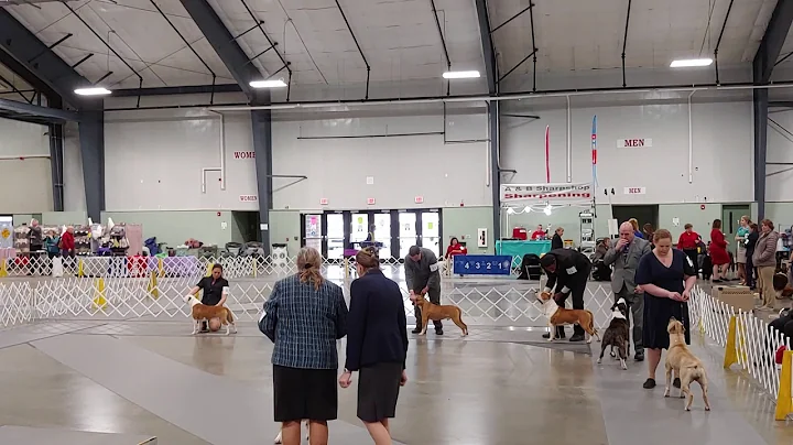 Best of breed, Perry Ga, 1/18/20, Amstaffs Part 2