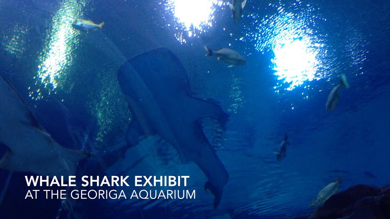 Whale Sharks at the Aquarium YouTube