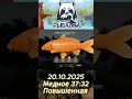 Медное 37 32 повышка #рр4 #рыбалка #rf4 #rr4 #fishing #точкиклева #farmrr4 #фармрр4