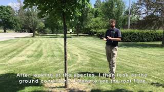 Norway Maple Tree Assessment