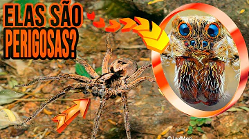 Como identificar uma aranha-lobo?