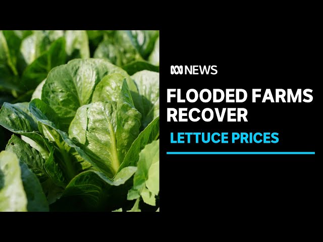 Lettuce prices to fall as production lifts in flood-hit growing regions | ABC News class=