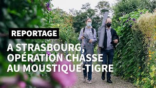 A Strasbourg, la chasse au moustique-tigre tourne à plein régime | AFP