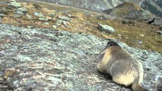 Hand Feeding the Marmots in Saas-Fee