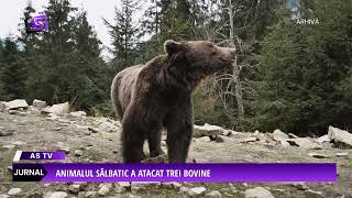 Nou atac al unui urs la Bichigiu, în comuna Telciu