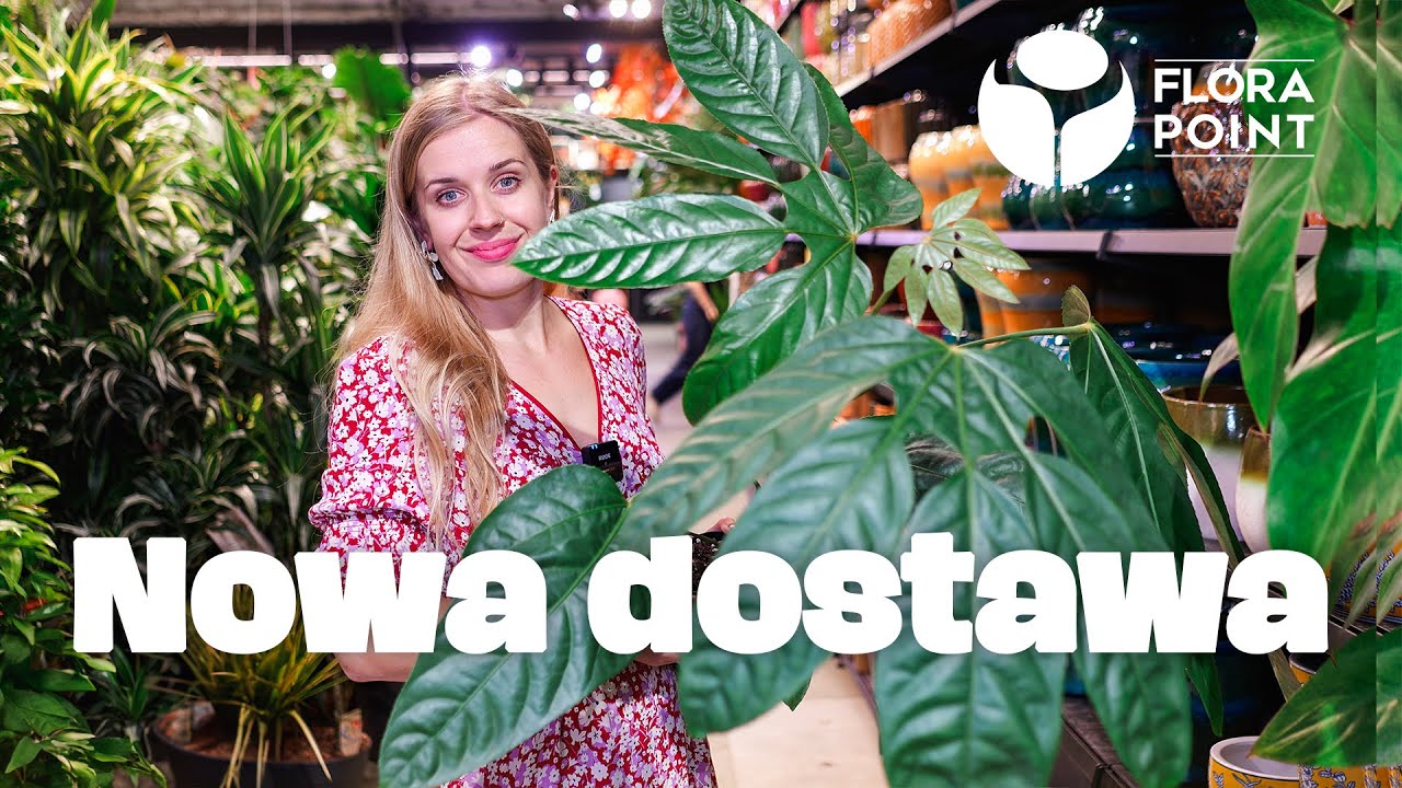 Trevesia burckii, rhipsalis paradoxa, anthurium delta force, monstera mint | nowości | Flora Point