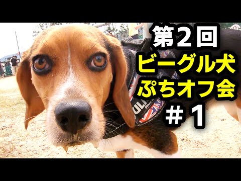 第2回ビーグル犬ぷちオフ会に行ってきたよ:Part1