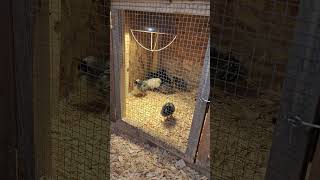 Alaska Chickies! #alaska #cuteanimal #selfsufficiency #tinyhomestead #love #babygirl #shorts