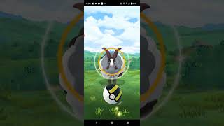 Pokémon Go: Catching a Wild Dubwool!!!
