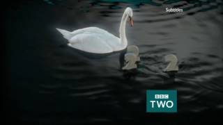 Bbc Two Junction - 18217 - 1080P Hd