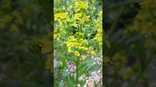 Barica Barbarea Stricta Wintercress Winterkresse