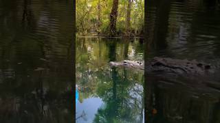 Kayaking in Florida be like… 😅🐊 #florida #alligator #wildlife