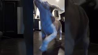 Dance Puppy