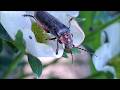 Cantharis