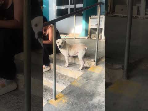 Perrito entre en en medio de la gente