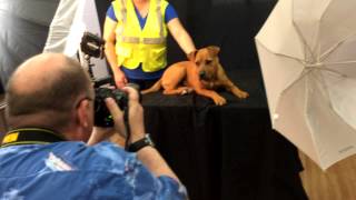 Pet Portraits for Corpus Christi Animal Care Services