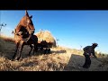 Cargando, transportando, descargando y gradeando Pasto con Mula