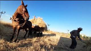 Cargando, transportando, descargando y gradeando Pasto con Mula