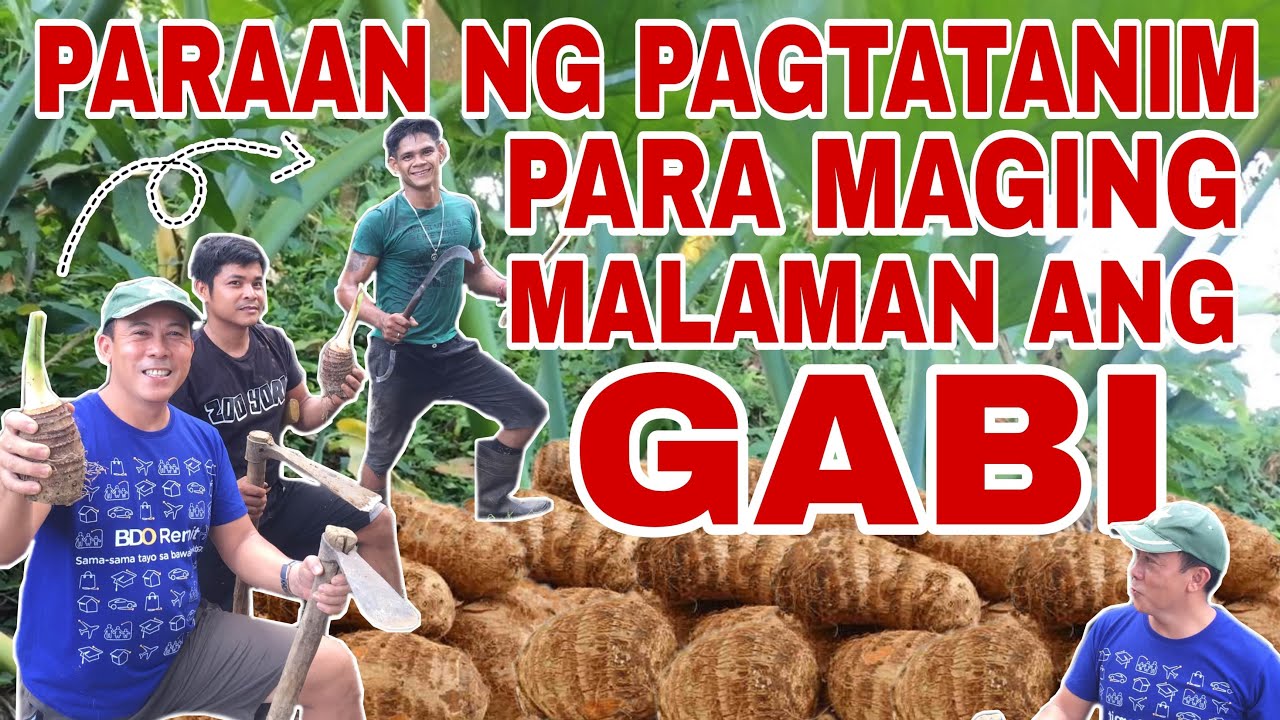 PAGTATANIM AT PAGPAPARAMI NG TARO (GABI) ROOT CROPS  | Biyaherong Batangueno