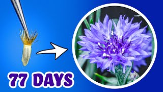 Growing Cornflower/Bachelors Button Time Lapse - Seed to Flowers (77 Days)