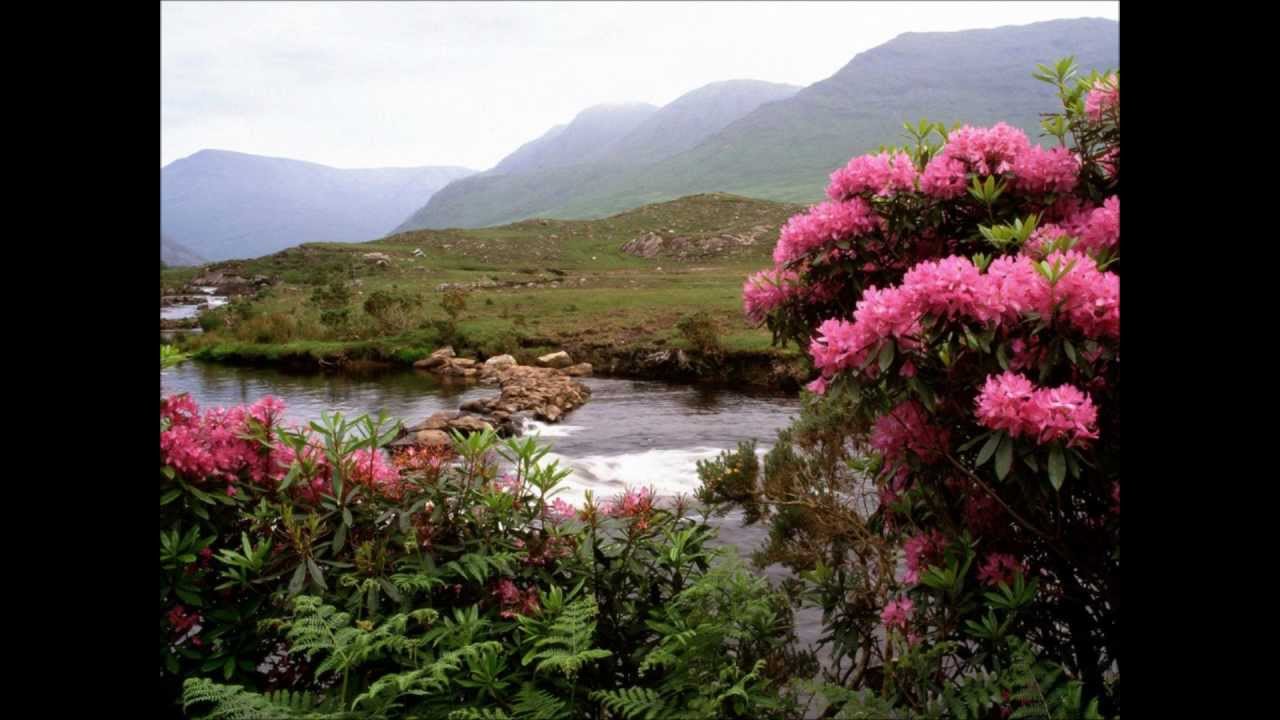 Blackberry Winter Selection Morris YouTube