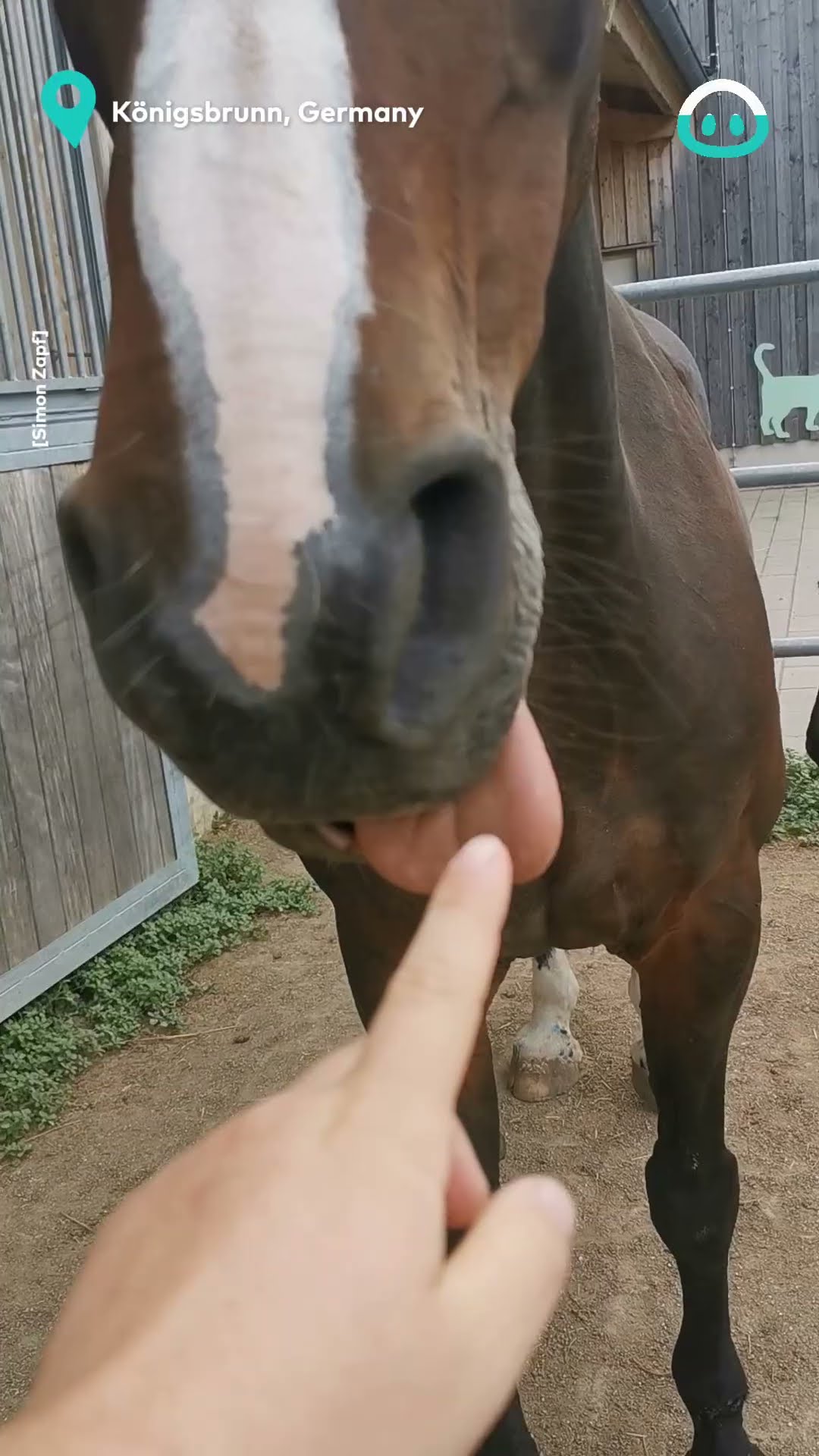 Horse Missing Teeth Has Floppy Tongue || ViralHog
