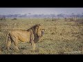 El rey africano  documental de leones