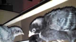 Blue Andalusian, Cuckoo Marans, and Dominique 2 week old chicks