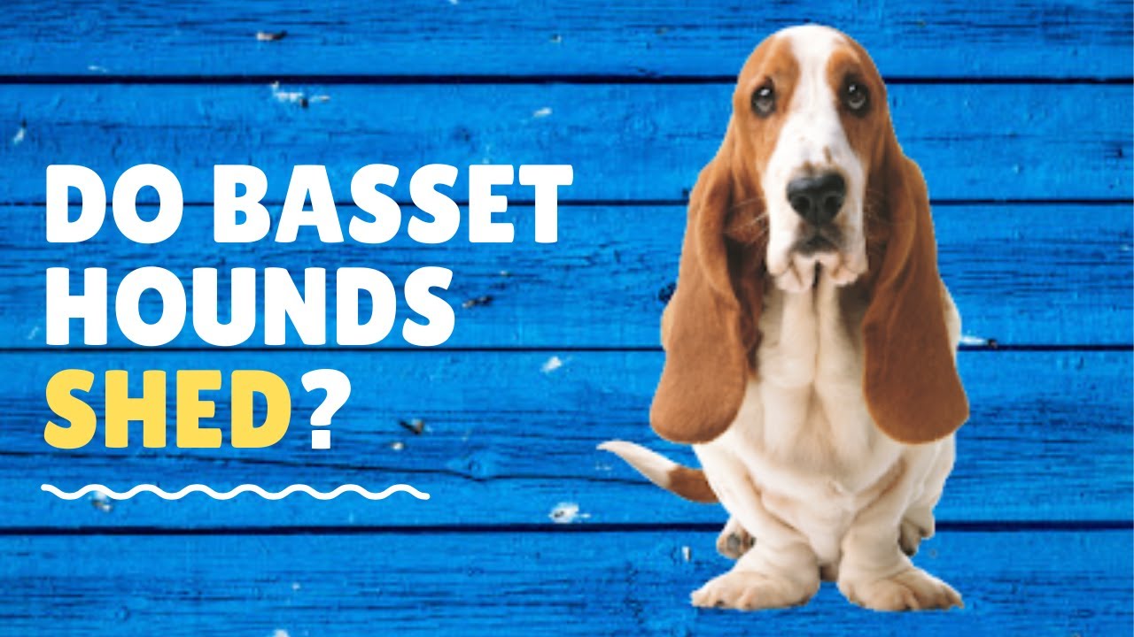 Do Basset Hounds Shed? YouTube